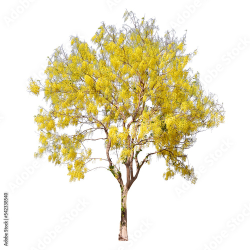  Golden Shower tree isolated on white © Sanit