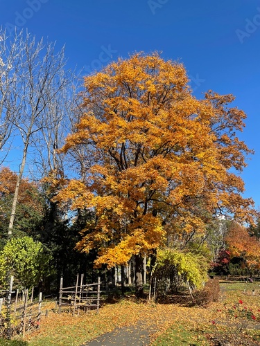 autumn in the park