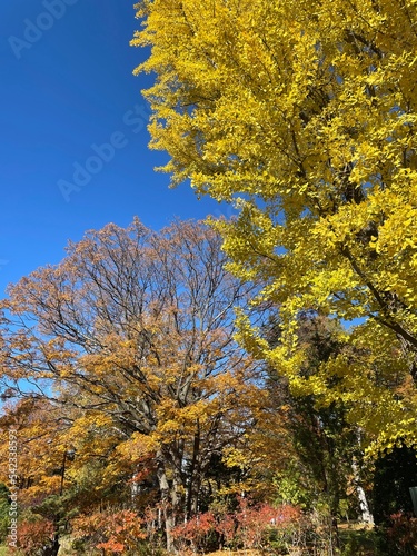 autumn in the park