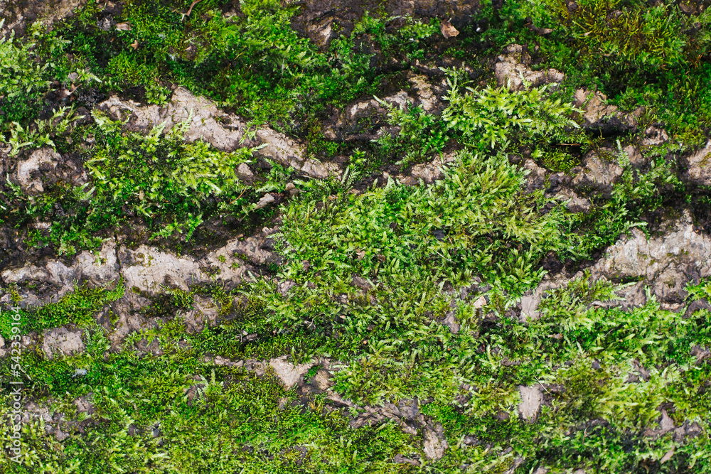 Green moss closeup texture. Forest ground macro background. Moss growing on tree bark. Turf texture. Foliage green plant pattern. Lichen detailed macro backdrop. Tree trunk texture. Green moss closeup texture. Forest ground macro background. Moss growing on tree bark. Turf texture. Foliage green plant pattern. Lichen detailed macro backdrop. Tree trunk texture.