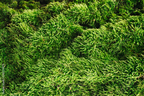 Green moss closeup texture. Forest ground macro background. Moss growing on tree bark. Turf texture. Foliage green plant pattern. Lichen detailed macro backdrop. Tree trunk texture.