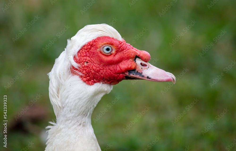 White goose portrait on green grass in summer. White goose portrait on green grass in summer.