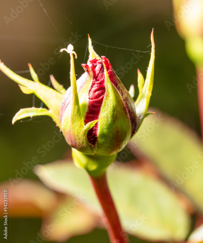 Closed rose flower in nature.