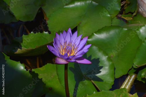 Close up shot of blue lotus with stem and green leaves floating in pond