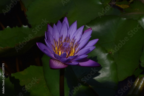Close up shot of blue lotus with stem