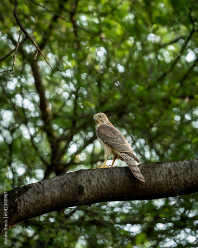 Shikra or Accipiter badius or little banded goshawk bird portrait or closeup perched on branch in winter light during outdoor wildlife safari at ranthambore national park rajasthan india asia