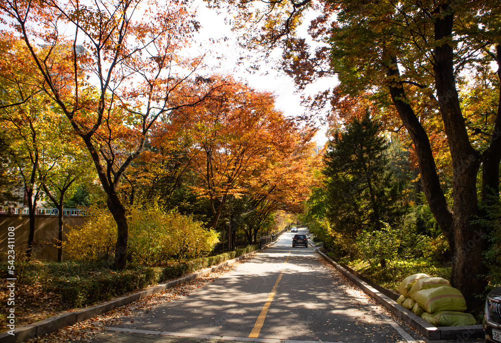 Fototapeta premium 가을풍경