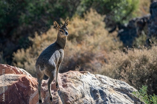 Closeup of an Antelope jumper on rocks on a sunny day photo