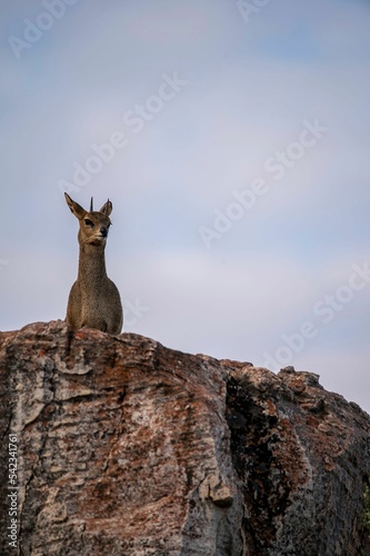 Vertical of an Antelope jumper on rocks against blue sky