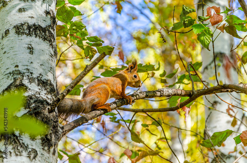 Squirrel on a birch branch in autumn. © Сергей Лаврищев