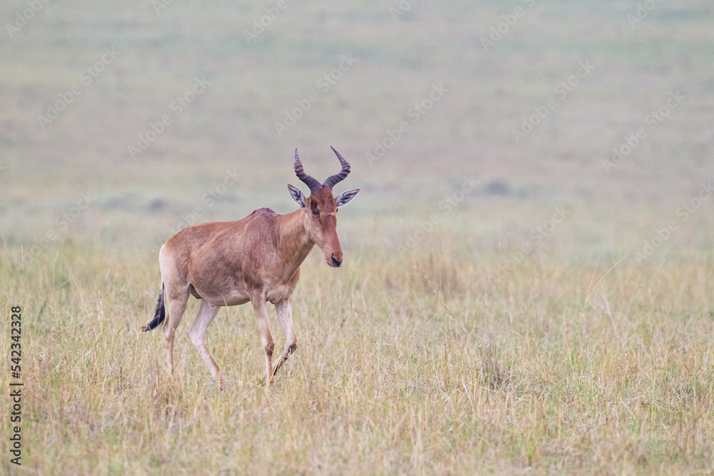 Red hartebeest walks across the brown grass of the Masai Mara, Kenya Red hartebeest walks across the brown grass of the Masai Mara, Kenya