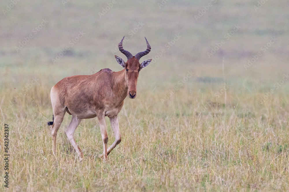 Red hartebeest walks across the brown grass of the Masai Mara, Kenya Red hartebeest walks across the brown grass of the Masai Mara, Kenya