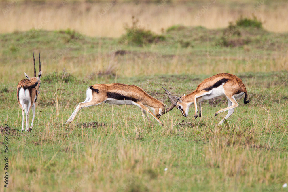 Thomson's Gazelle males fighting on the grass of the Masai Mara, Kenya Thomson's Gazelle males fighting on the grass of the Masai Mara, Kenya