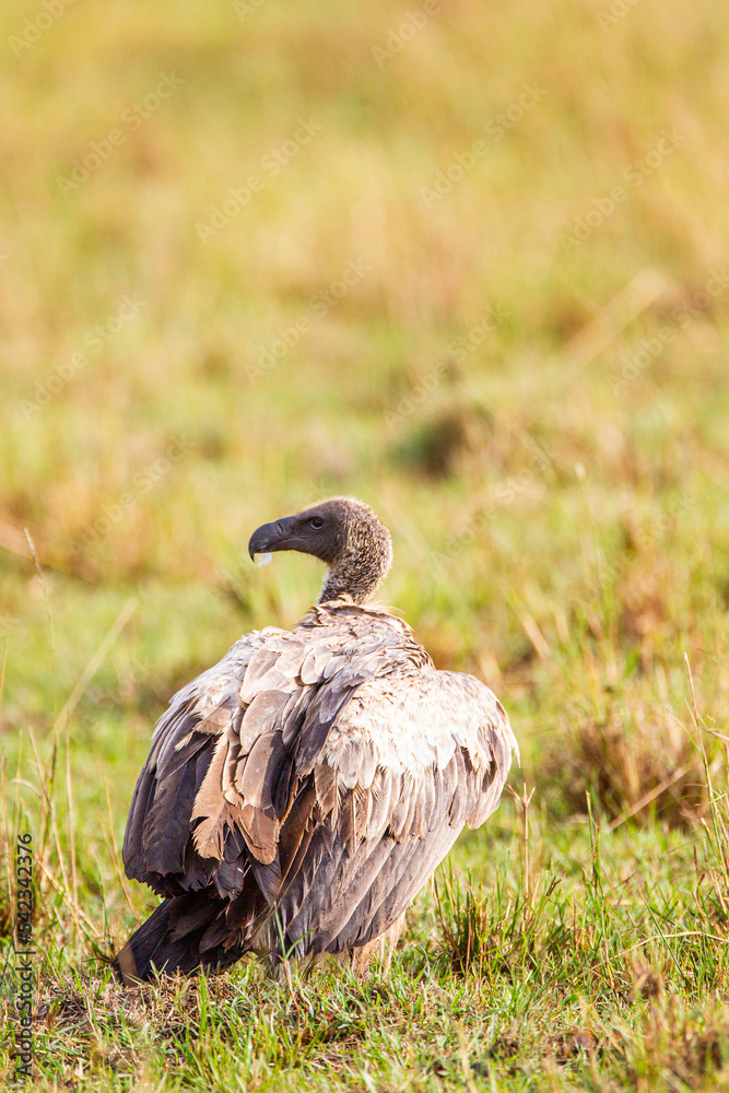 Fototapeta premium White-backed Vulture waiting its turn over a carcass in the Masai Mara, Kenya 