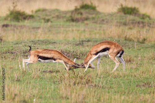 Thomson s Gazelle males fighting on the grass of the Masai Mara  Kenya