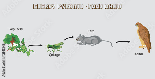 Nutritional and energy transfers between some species living in a terrestrial community food pyramid. Energy pyramid - biology - Vector