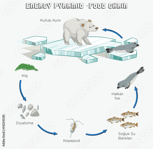 Nutritional and energy transfers between some species living in a terrestrial community food pyramid. Energy pyramid - biology - Vector