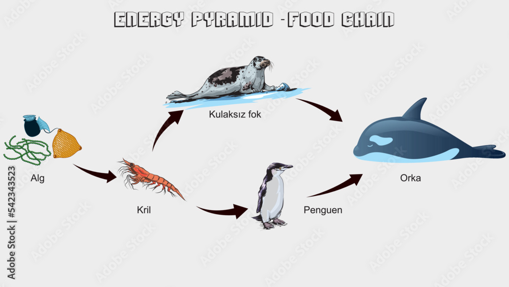 Nutritional And Energy Transfers Between Some Species Living In A nutritional-and-energy-transfers-between-some-species-living-in-a