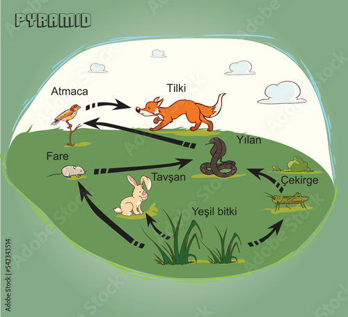 Nutritional and energy transfers between some species living in a terrestrial community food pyramid. Energy pyramid - biology - Vector