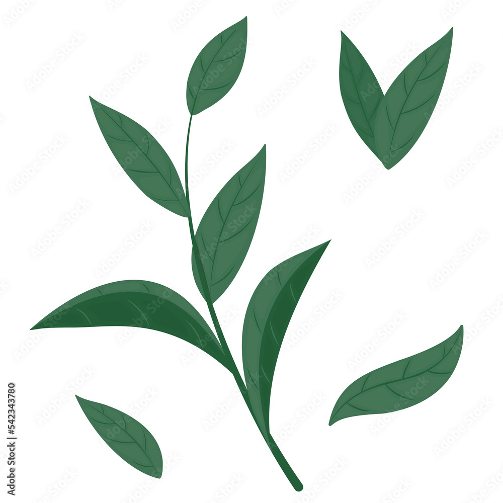 Collection of green branches isolated on white background. Summer leaves set. Vector leaves illustration.