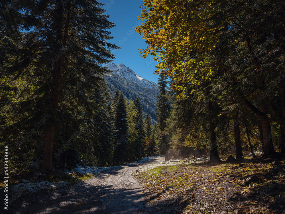 Obraz premium journey by Irkis valley, Arkhyz, Karachay-Cherkessia, North Caucasus. snowy mountain valley with blue sky and clouds and beautiful forest near river Psysh, Caucasus nature reserve. Alpine landscape.