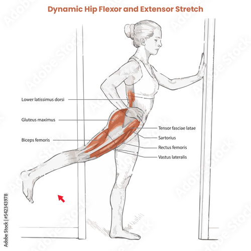 Muscle movement. Biceps triceps motion anatomy. Biceps brachii, flexion, extension. Arm and hand contracts, relax gesture. Illustration vector diagram.
