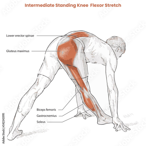Muscle movement. Biceps triceps motion anatomy. Biceps brachii, flexion, extension. Arm and hand contracts, relax gesture. Illustration vector diagram.