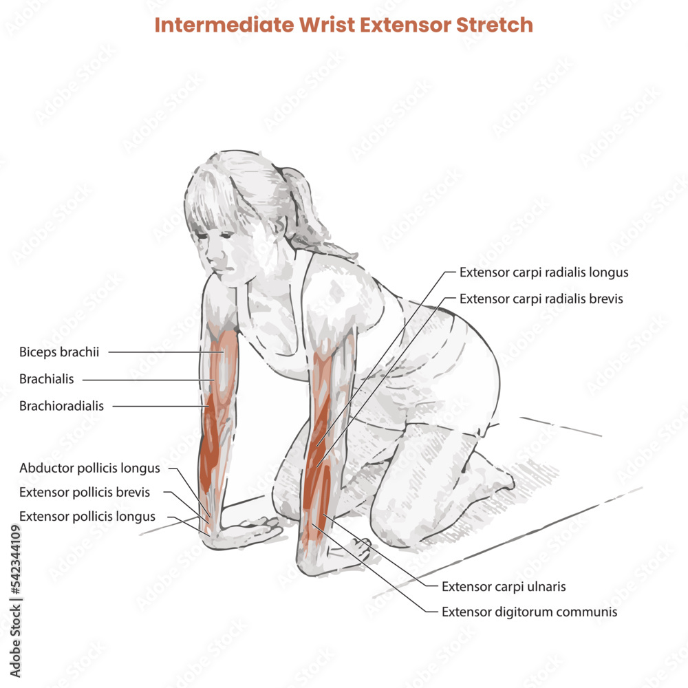 Muscle movement. Biceps triceps motion anatomy. Biceps brachii, flexion