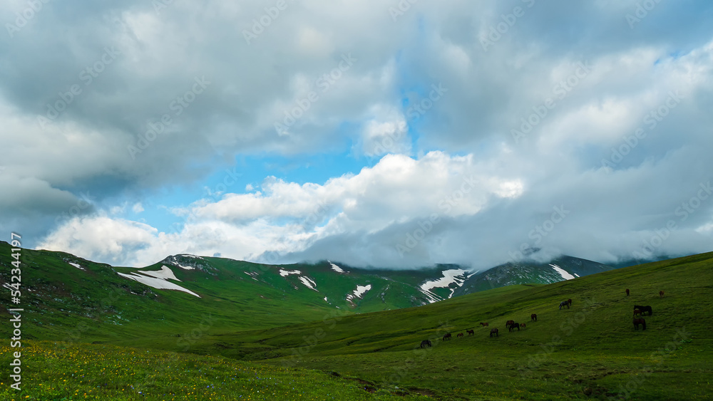 Horses grazing on a mountain plateau with green grass. In the background is a mountain range covered with thick clouds and remnants of snow. A mountainous summer landscape.
