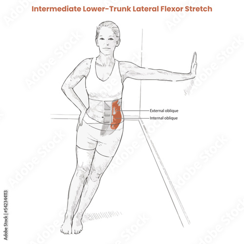 Muscle movement. Biceps triceps motion anatomy. Biceps brachii, flexion, extension. Arm and hand contracts, relax gesture. Illustration vector diagram. photo