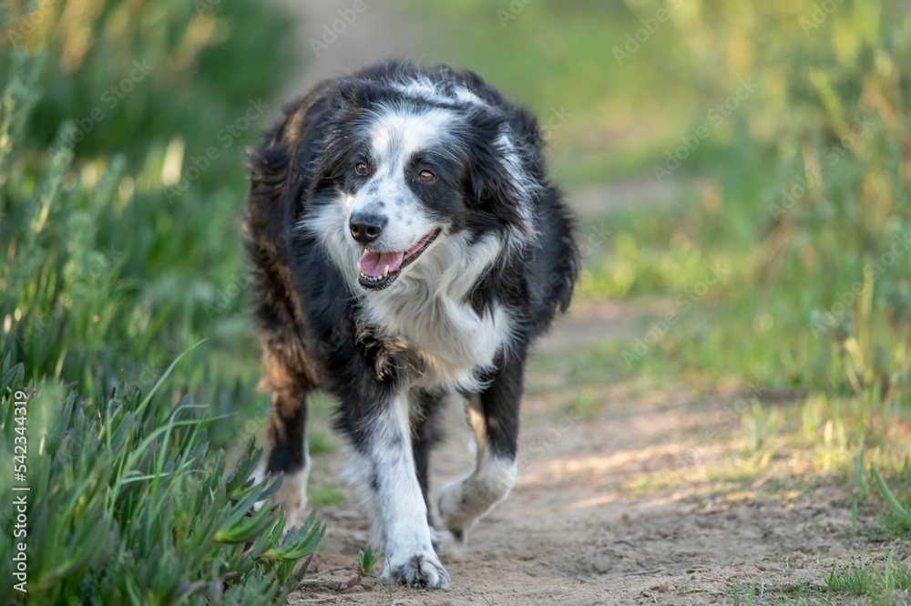 Closeup shot of a black and white Border Collie walking near grass on an isolated background Closeup shot of a black and white Border Collie walking near grass on an isolated background