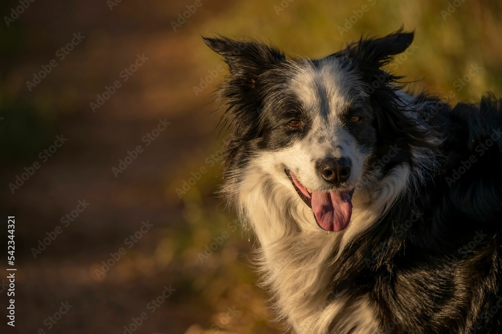 Closeup shot of a black and white Border Collie looking on the side on an isolated background