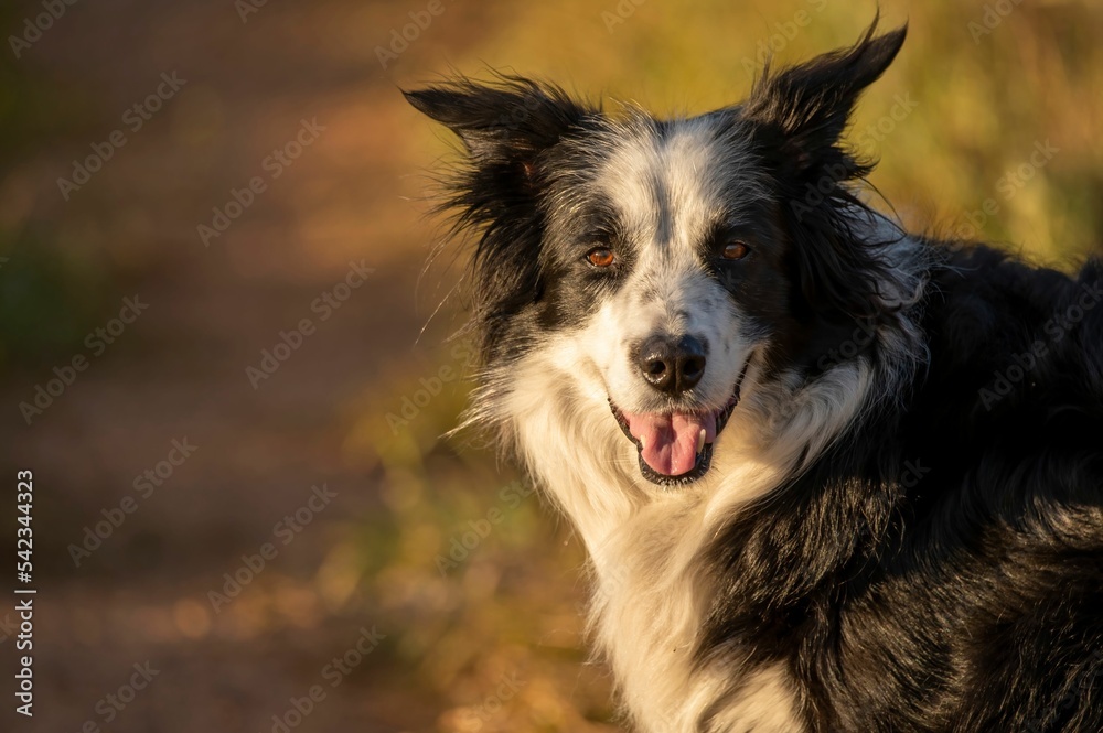 Closeup shot of a beautiful Border Collie looking on the camera on an isolated background