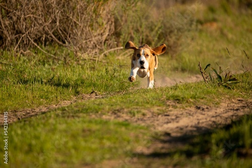Energetic spotted beagle running forward with ears wide open on a green field © Etienne Botha/Wirestock Creators