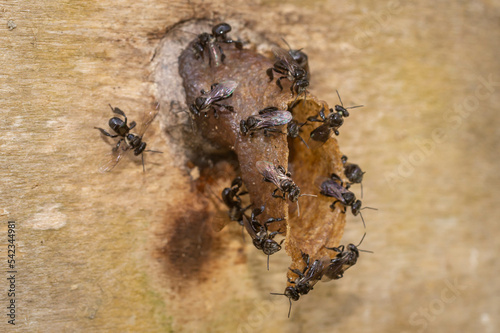 Closeup of stingless bee (Trigona sp) in the entrance of the nest. This insect produce high quality of honey, pollen, and propolis for medicinal and industrial purposes