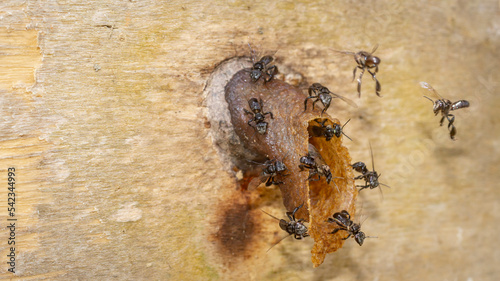 Closeup of stingless bee (Trigona sp) in the entrance of the nest. This insect produce high quality of honey, pollen, and propolis for medicinal and industrial purposes