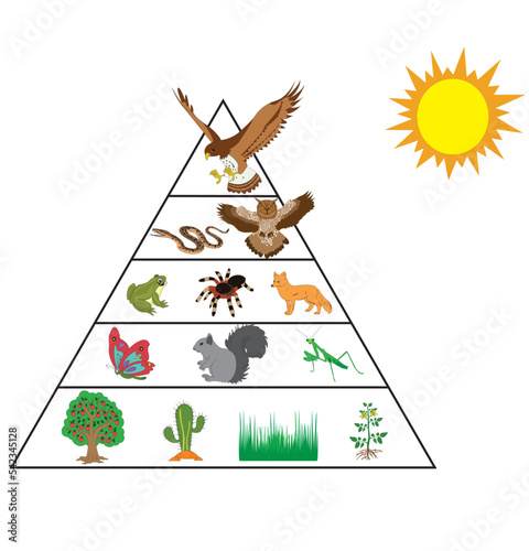 Nutritional and energy transfers between some species living in a terrestrial community food pyramid. Energy pyramid - biology - Vector photo