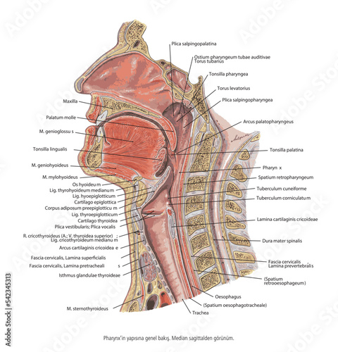 Overview of the structure of the Pharynx. Median sagittal view.- Anatomy of the mouth and tongue medical vector illustration on white background photo