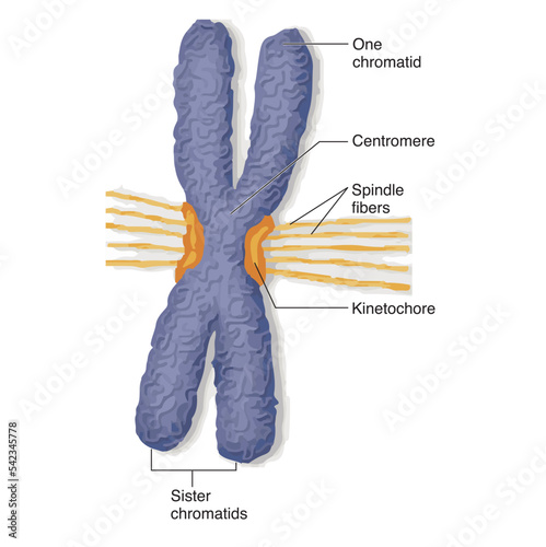 Biology diagram present different of homologous and homozygous chromosome in a living organism photo