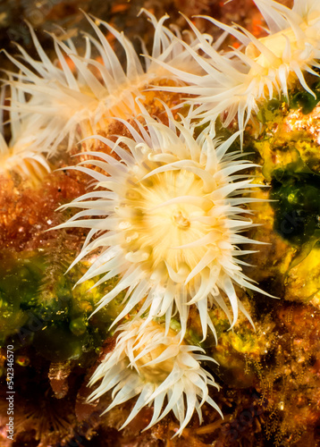 urchin on a reef © james