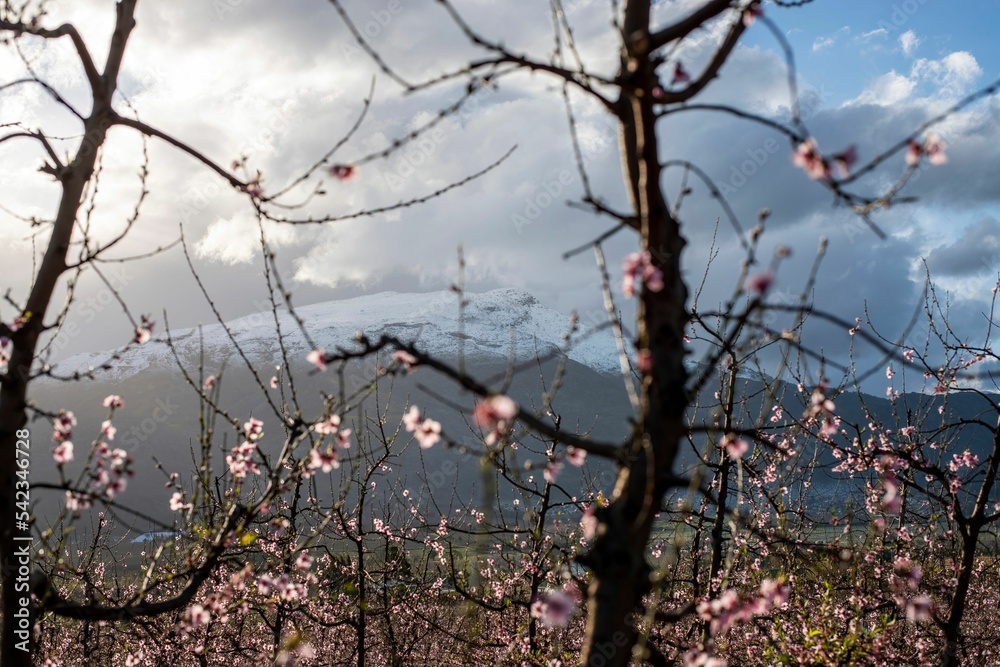 Blooming trees with pink flowers with mountains in the background in Villiersdorp Blooming trees with pink flowers with mountains in the background in Villiersdorp