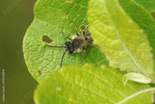 Closeup on a male mining bee, Andrena peaking through from the green leaf vegetation © Henk
