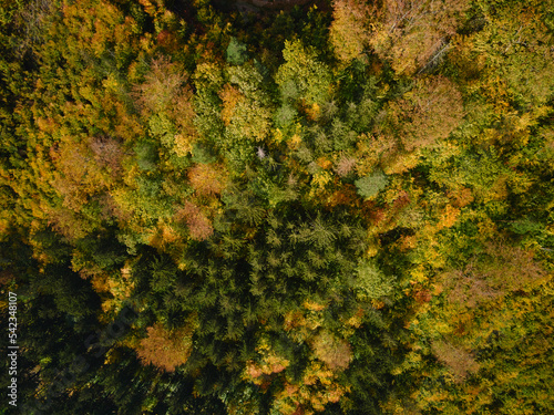 Top view of beautiful autumnal forest. Background of colored trees in woodland
