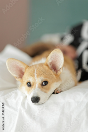 Corgi dog breed. Dog at home. Corgi lies on the bed. High quality photo
