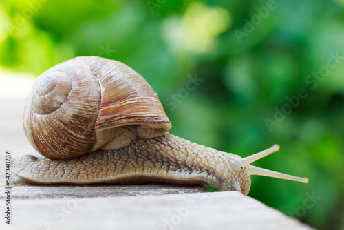 the snail crawls on a wooden background in the garden photo