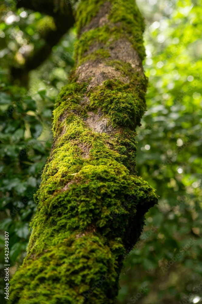 Fototapeta premium Tree branches covered with green moss in the temperate rainforest, vertical, close-up