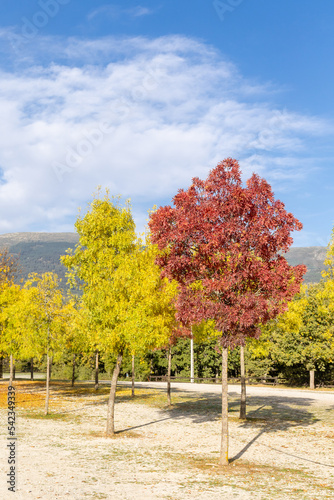 first autumn colors in Rascafria in the mountains of Guadarrama, Madrid