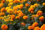 Background texture for day of the dead in mexico with cempasuchil flowers Damasquina Tagetes erecta