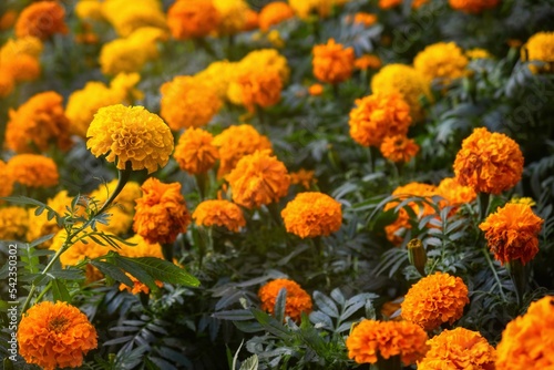 Background texture for day of the dead in mexico with cempasuchil flowers Damasquina Tagetes erecta