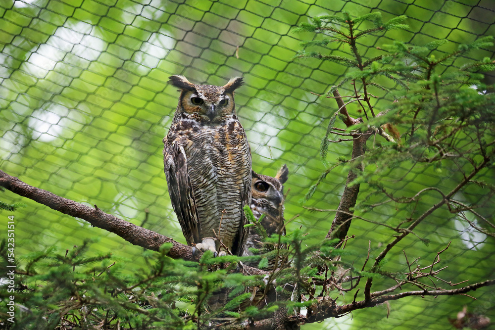 Great horned owl - West Virginia Great horned owl - West Virginia